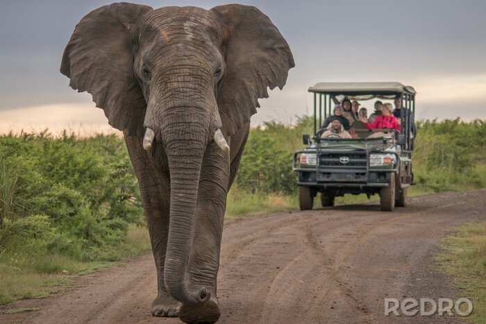 Fototapete Elefant auf der Straße im Park