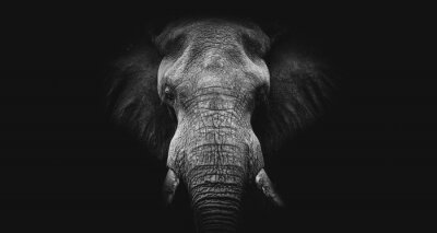 Fototapete Elefant auf dunklem Hintergrund
