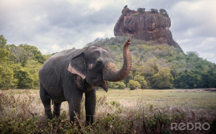 Fototapete Elefant auf einem Berghintergrund