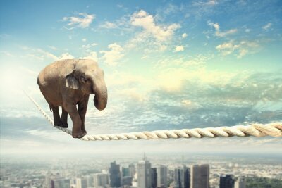 Elefant auf einem Seil