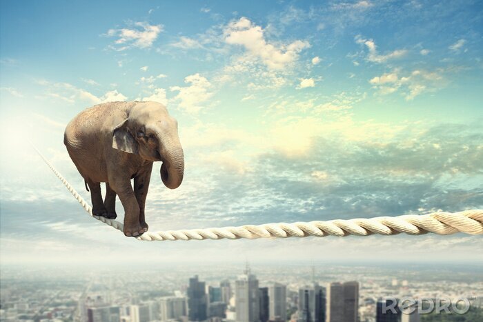 Fototapete Elefant auf einem Seil