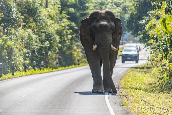 Fototapete Elefant auf einer belebten Straße