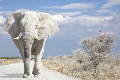 Fototapete Elefant auf einer Betonstraße