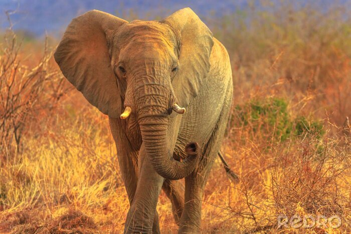 Fototapete Elefant auf Safari