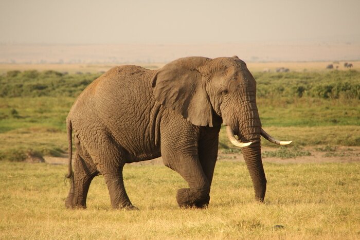 Fototapete Elefant auf Safari