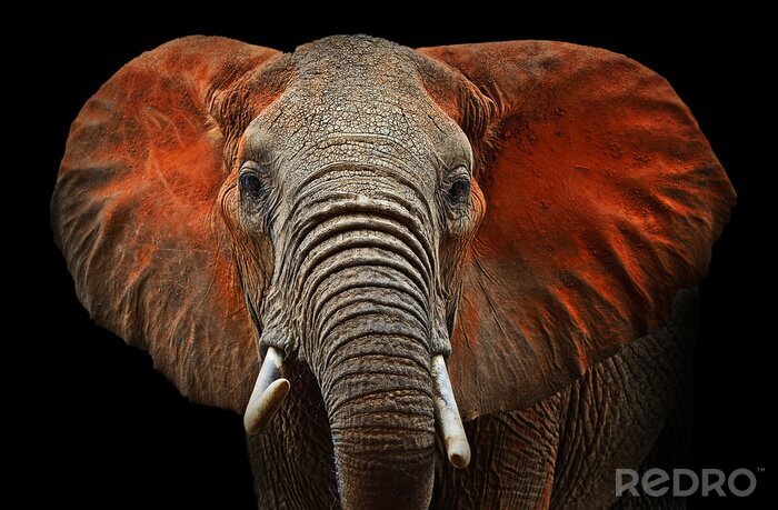 Fototapete Elefant auf schwarzem Hintergrund