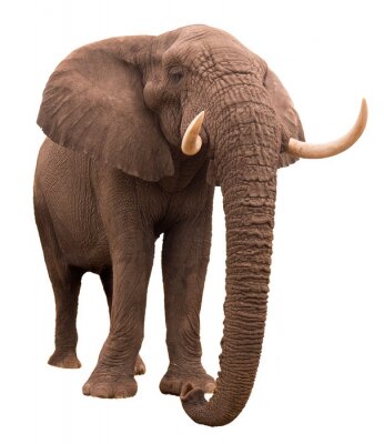Fototapete Elefant auf transparentem Hintergrund