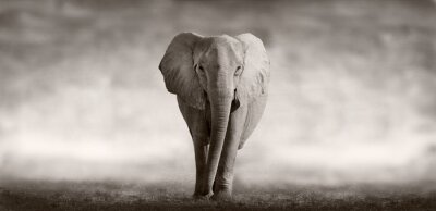 Elefant auf verschwommenem Hintergrund
