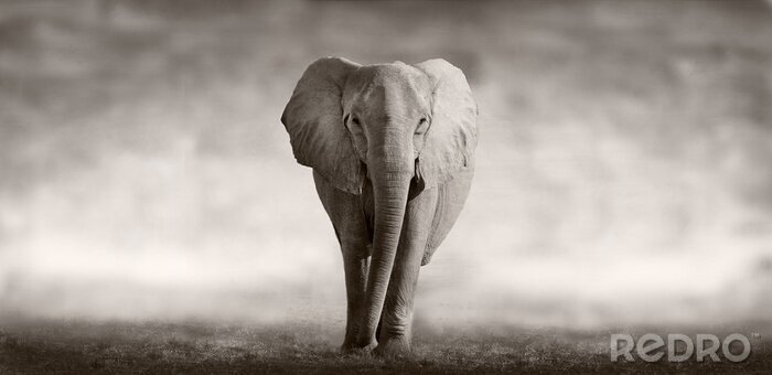 Fototapete Elefant auf verschwommenem Hintergrund
