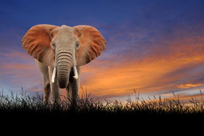 Fototapete Elefant bei Sonnenuntergang