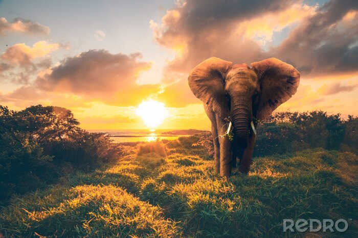 Fototapete Elefant bei Sonnenuntergang