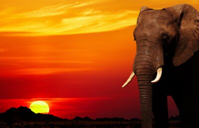 Fototapete Elefant, Berge und Sonne
