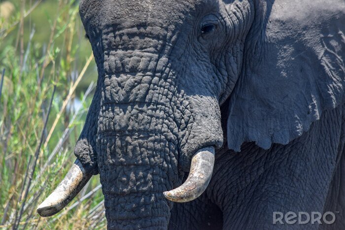 Fototapete Elefant Detail