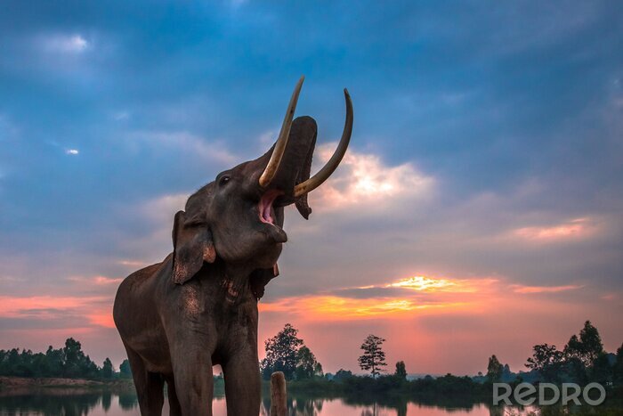 Fototapete Elefant gegen orangefarbene Wolken