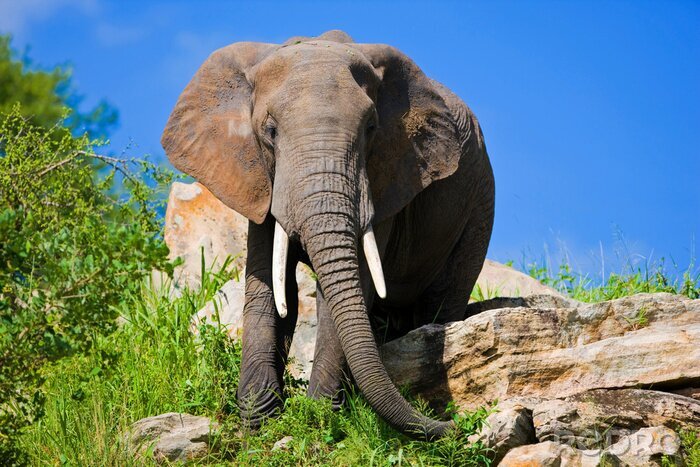 Fototapete Elefant im blauen Himmel