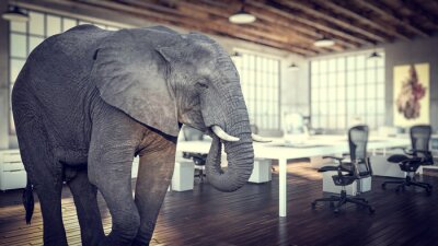 Fototapete Elefant im Büro