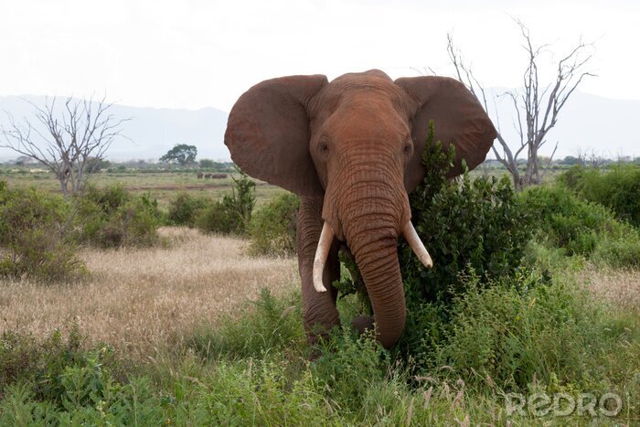 Fototapete Elefant im Grün