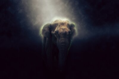 Fototapete Elefant im Nebel