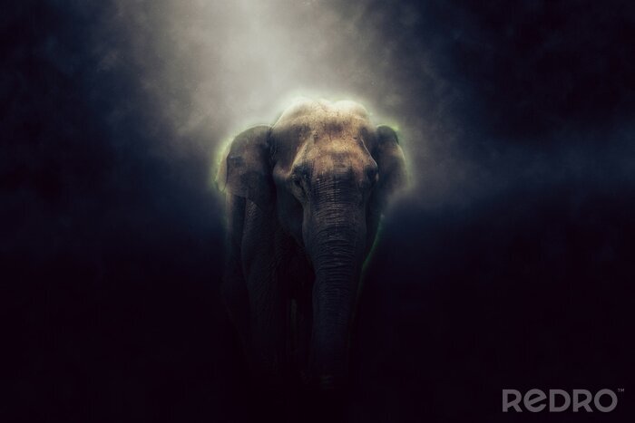 Fototapete Elefant im Nebel