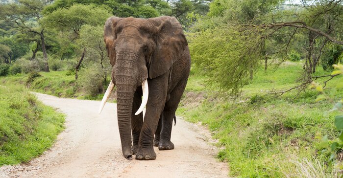 Fototapete Elefant im Park in Tansania