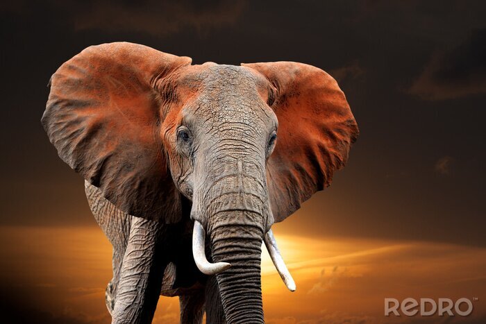 Fototapete Elefant im roten Staub