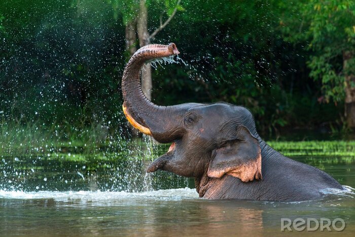 Fototapete Elefant im Wasser