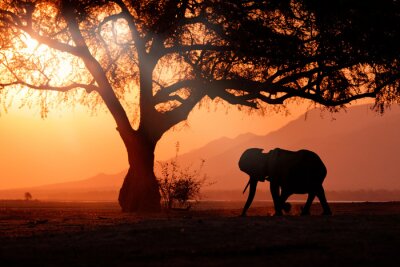 Fototapete Elefant in Afrika
