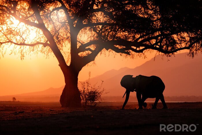Fototapete Elefant in Afrika