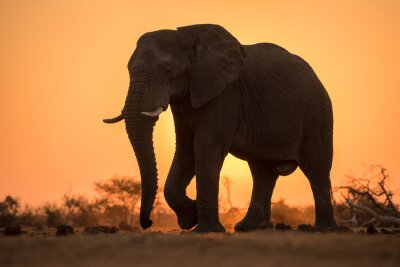 Fototapete Elefant in der Abendsonne