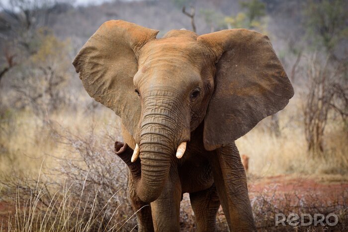 Fototapete Elefant in der Savanne