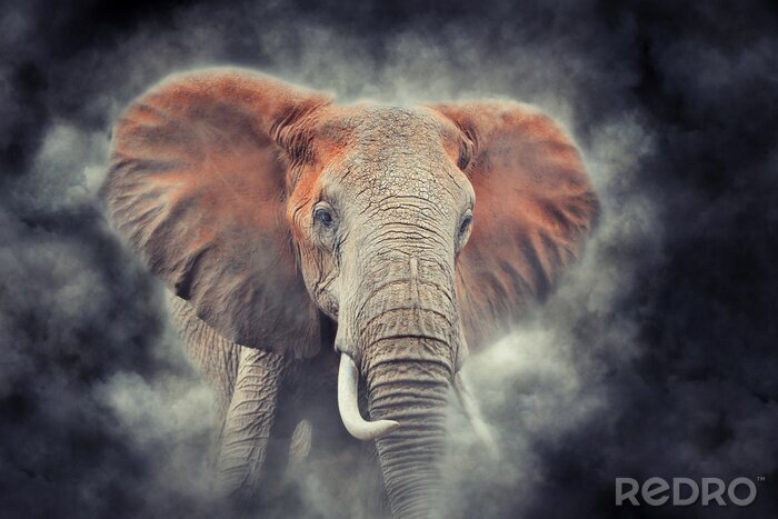 Fototapete Elefant in der Staubwolke