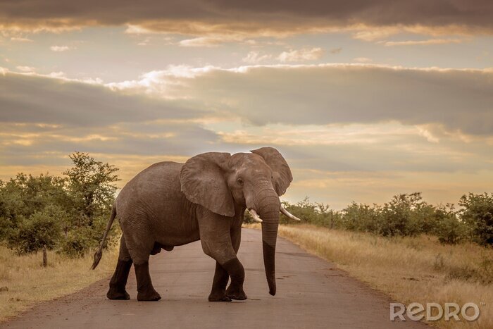 Fototapete Elefant in einem Nationalpark