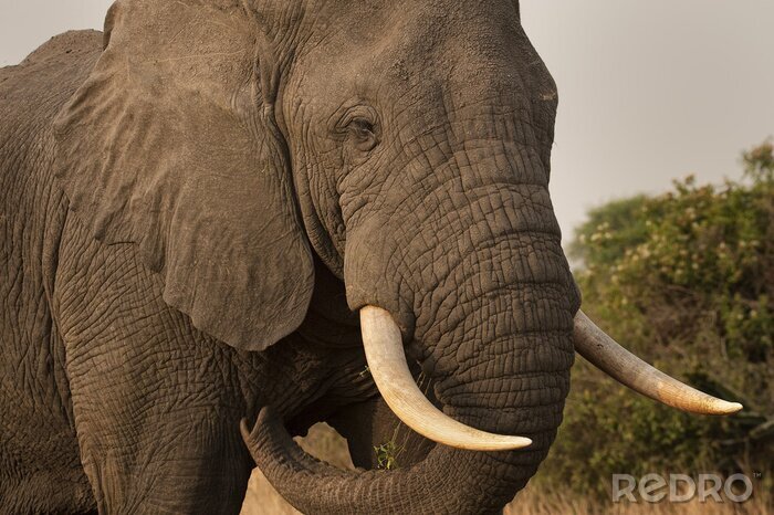 Fototapete Elefant in einem Park in Uganda