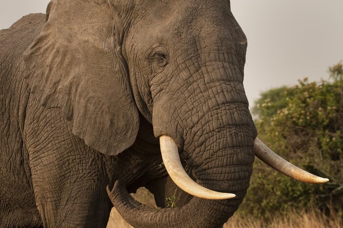 Fototapete Elefant in einem Park in Uganda