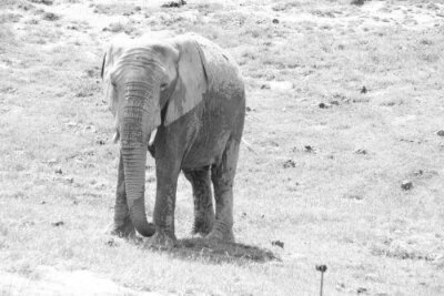 Fototapete Elefant in hellen Tönen