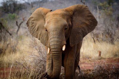 Fototapete Elefant in orangefarbenem Staub