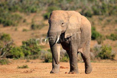 Fototapete Elefant in Südafrika