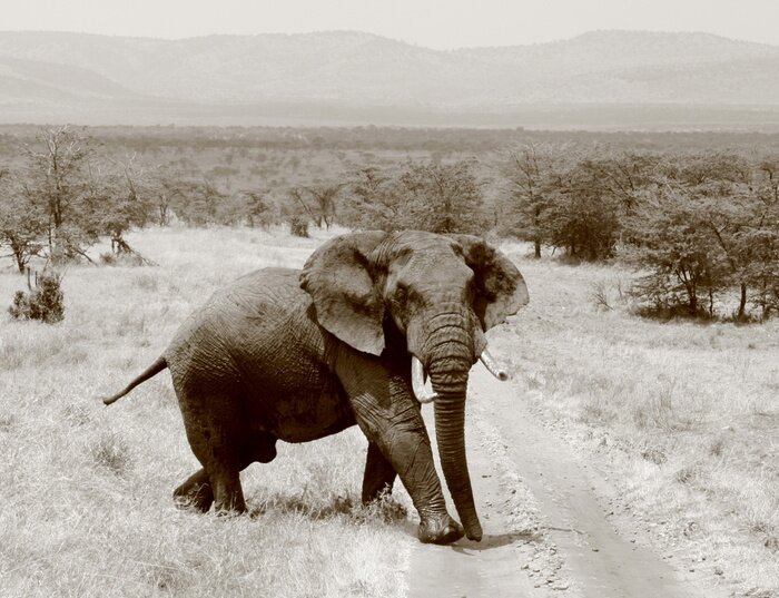 Fototapete Elefant inmitten der Pflanzen
