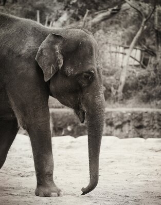 Fototapete Elefant mit Ast im Hintergrund