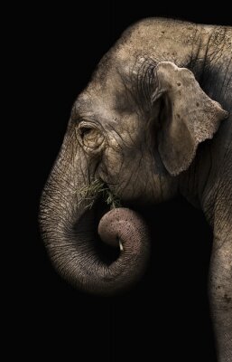 Elefant mit eingerolltem Rüssel