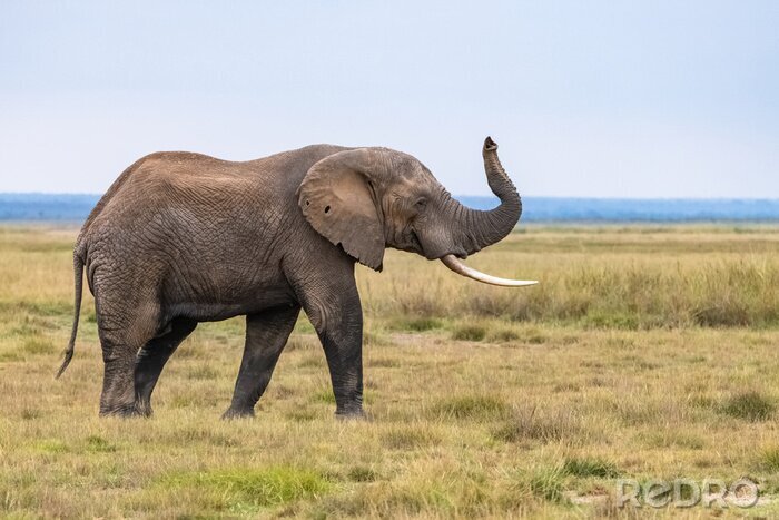 Fototapete Elefant mit erhobenem Rüssel