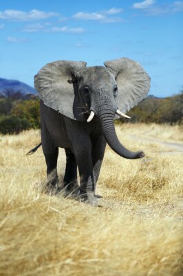 Fototapete Elefant mit erhobenen Ohren