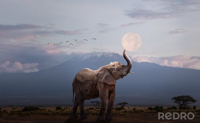 Fototapete Elefant mit Mond im Hintergrund