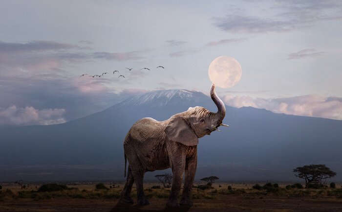 Fototapete Elefant mit Mond im Hintergrund