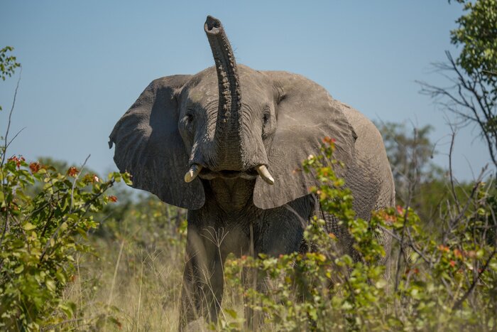 Fototapete Elefant mit Rüssel nach oben