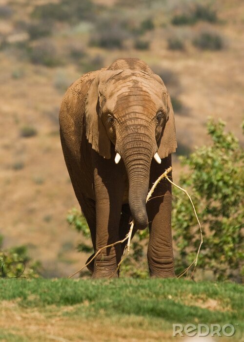 Fototapete Elefant mit Stück Holz