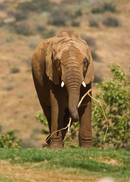 Fototapete Elefant mit Stück Holz