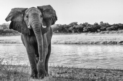 Fototapete Elefant mit Wasser im Hintergrund