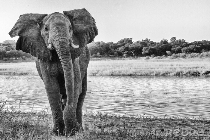 Fototapete Elefant mit Wasser im Hintergrund