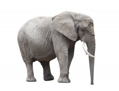 Fototapete Elefant mit weißen Reißzähnen